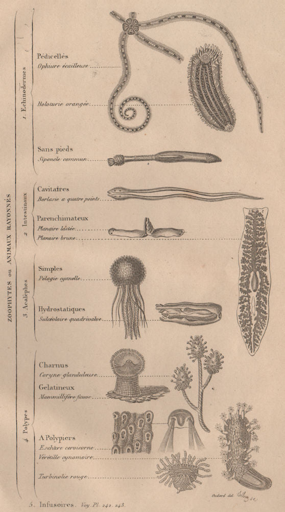 ZOOPHYTES. Classification. Orders. Animals 1834 old antique print picture
